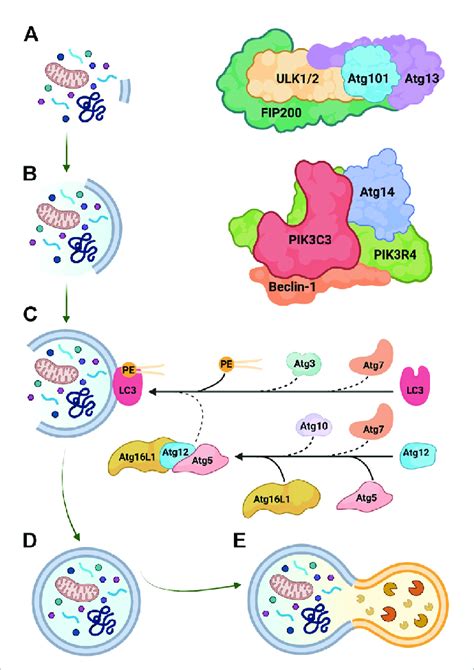 Key Steps In Autophagosome Biogenesis A Initiation Is Regulated By