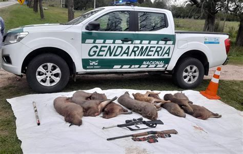 Gualeguay Sorprenden A Cazadores Furtivos Tras Matanza De Especies