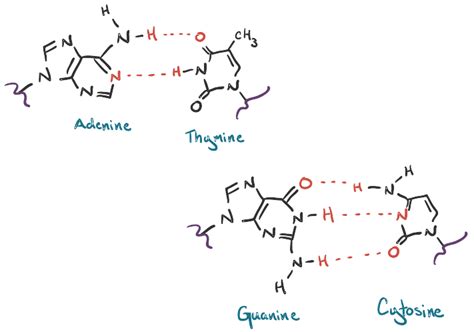 Dna Molecule Model Labeled