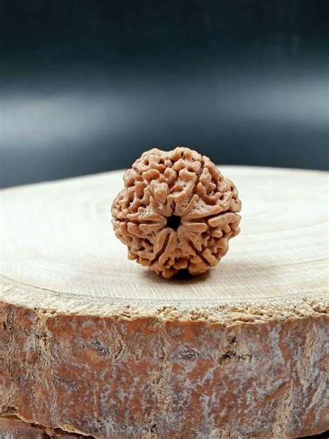 Brown Round Mukhi Nepali Rudraksha Size Mm At Rs Piece In