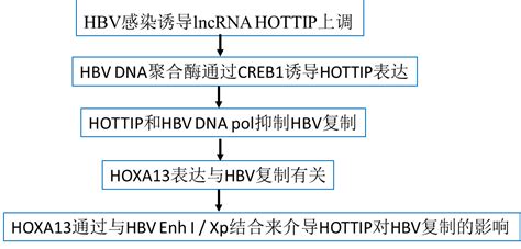 Lncrna与病毒感染的套路 企业动态 丁香通