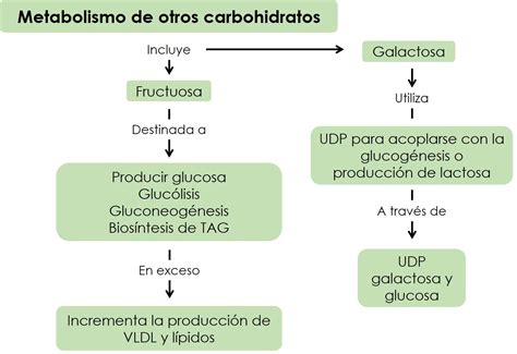 Conociendo La Bioqu Mica Metabolismo De Carbohidratos