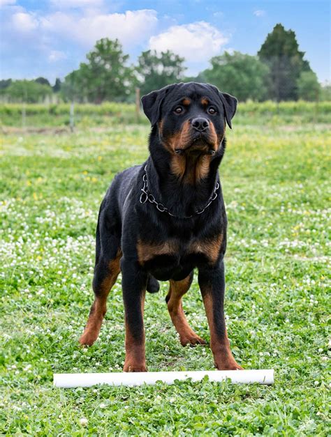 Rottweiler Dog Breed Information, Personality and & Facts