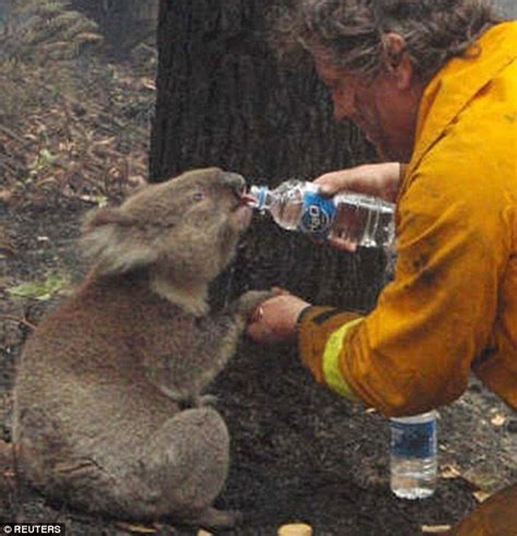 Fire Crews Quench The Thirst Of Koalas As Bushfires Continue To Ravage