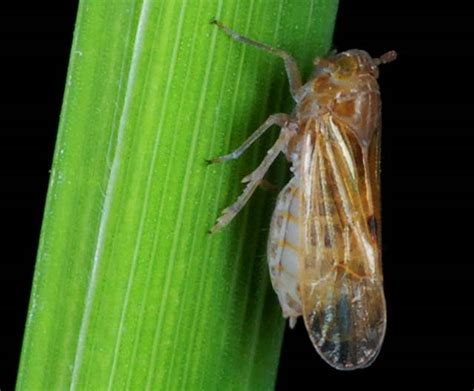 Brown planthopper - Alchetron, The Free Social Encyclopedia