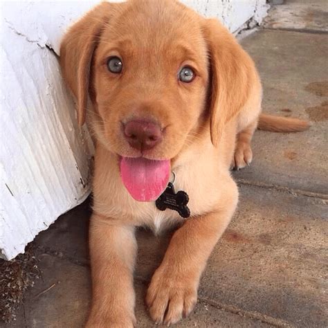 Can Golden Retrievers Have Blue Eyes The Truth Behind