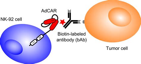 Cancers Free Full Text Adapter Chimeric Antigen Receptor Adcar