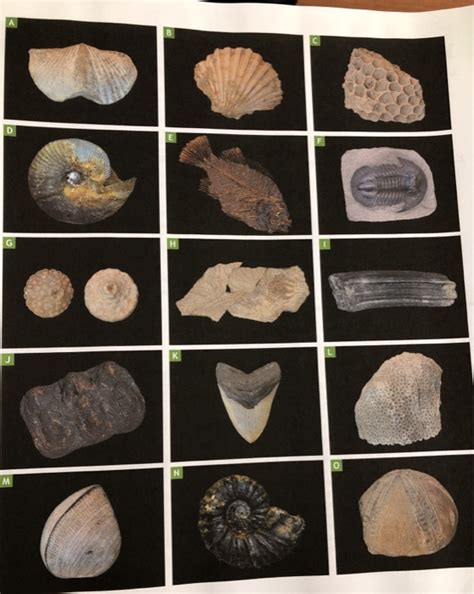 Solved 5 Now That You Have Categorized The Fossils Into