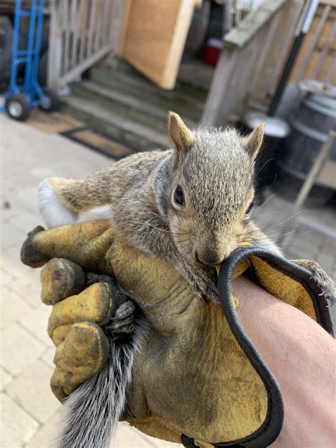 Can Squirrels Get Into Your Attic? Solved - Gates Wildlife Control