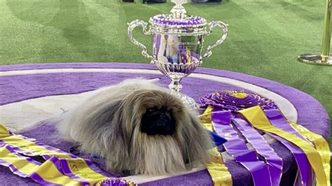 Westminster Kennel Club Dog Show 2024 Dates - Dayna Ernesta