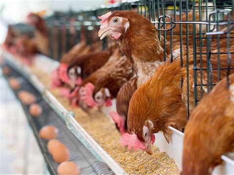 Common Issues in Poultry Farming Management | FAMtech