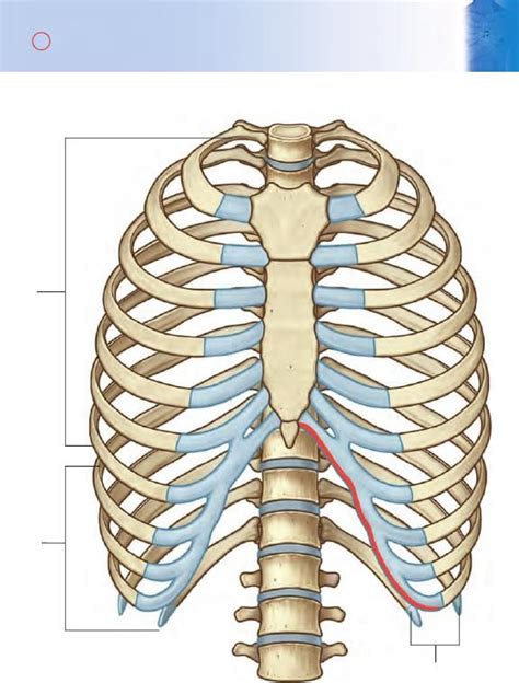 T Rax Flashcards Gray Anatom A Para Estudiantes Udocz Anatomia Del