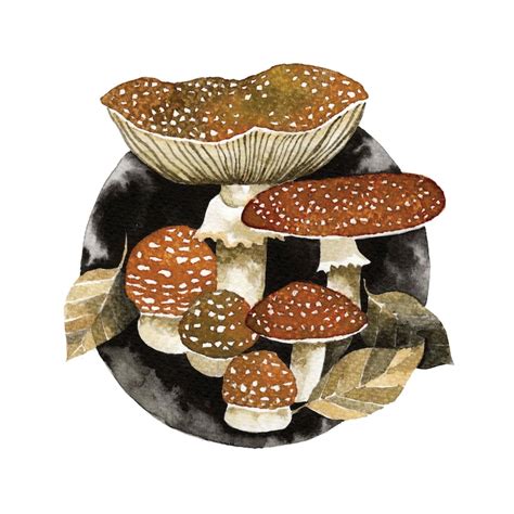 AMANITA MUSCARIA Art Print Nature Print Mushroom Etsy