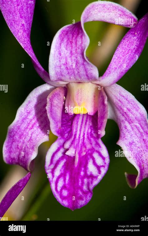 Orchid Flower Plantation Fields Agriculture Fiji Islands South Southsea