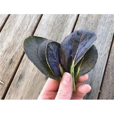 Tatsoi Deep Purple Seeds Boondie Seeds