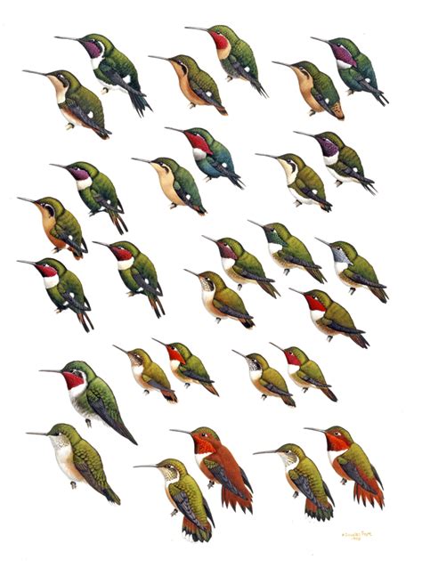 Family Trochilidae (Hummingbirds) [2] - Handbook of the Birds of the ...