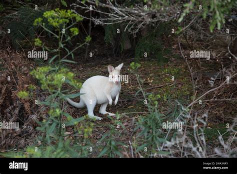 Albino Wallaby Adventure Bay Tasmania Stock Photo Alamy