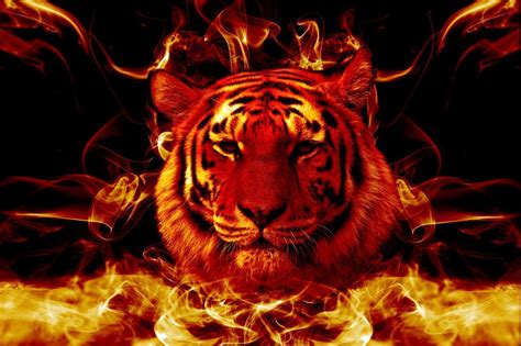 Flaming Tiger Wallpapers - Top Free Flaming Tiger Backgrounds ...