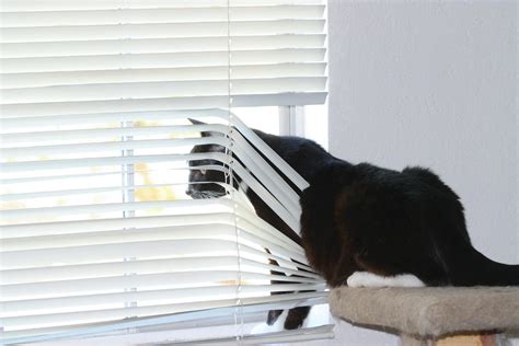 Tips For Helping Your Cat With Separation Anxiety Firstvet