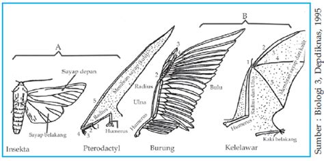 Pengertian Analogi Adalah Kamus Biologi Online Biologi Edukasi