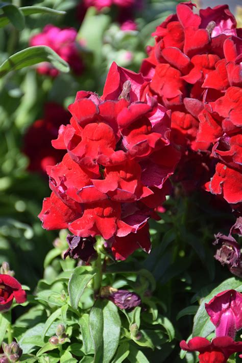 Snapshot Red Snapdragon Antirrhinum Majus Pas In San Antonio