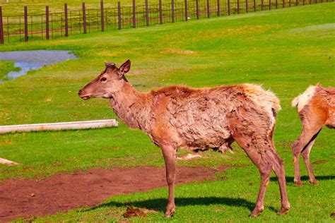 The Deer Is Standing Its Fur Is Shedding Reserve Stock Image Image