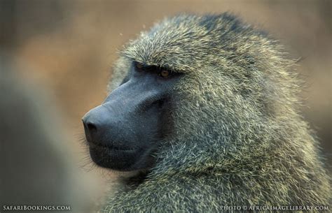 Lake_Manyara_National_Park_012.jpg