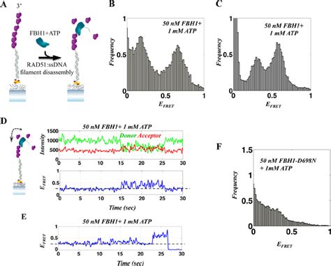 Single Molecule Fret Analysis Of The Fbh Rad Interaction A