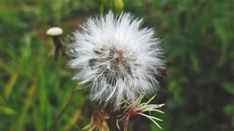 White Dandelion Flower · Free Stock Photo