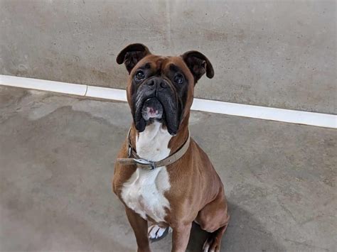 Adoption de Menphis qcn réservé Indéfinie chien boxer région Bretagne