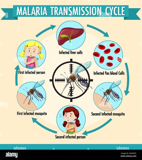 Ilustración Infográfica Del Ciclo De Transmisión De La Malaria Imagen Vector De Stock Alamy