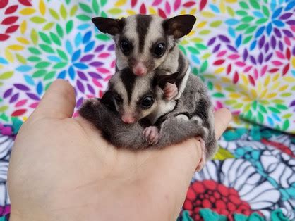 Sugar Gliders Vs Flying Squirrels What Is The Difference