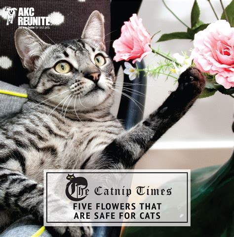 Five Flowers That Are Safe For Cats Akc Reunite And The Catnip Times