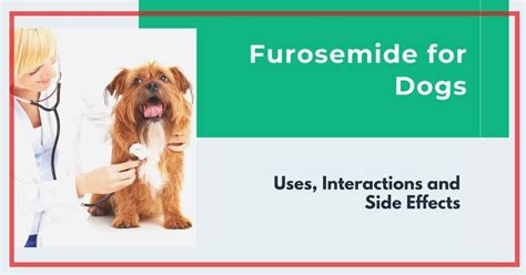 Furosemide Side Effects And Uses For Dogs - I Love Veterinary - Blog ...