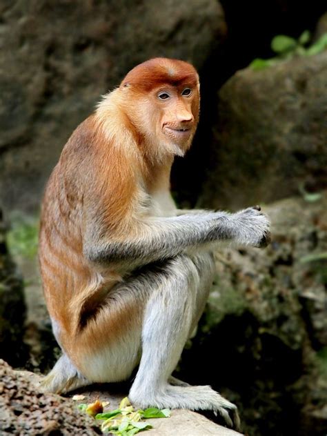 The Proboscis Monkey Nasalis Larvatus Or Long Nosed Monkey Known As