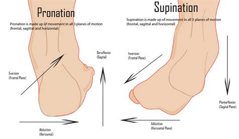 Foot Posture Basics Sports Medicine Information