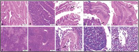 Representative Micrographs For Duodenum A E And Spleen F G Of