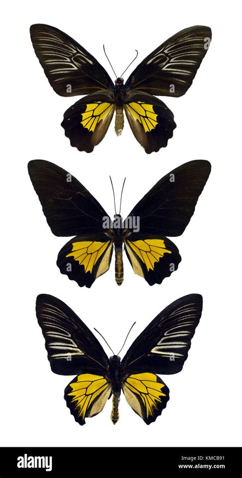 Collection Of Beautiful Exotic Colorful Ornithoptera Troides