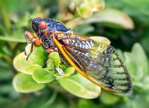 Periodical Cicada Description Insect Life Cycle Broods Diet