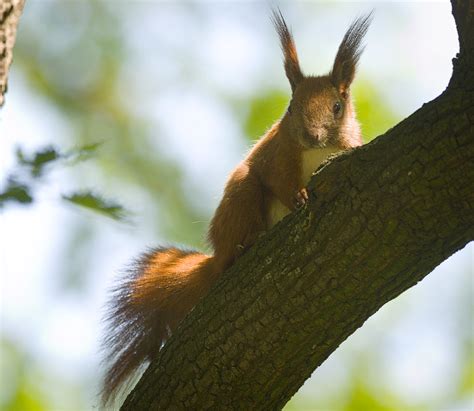 On A Branch Red Squirrel Sciurus Vulgaris Female Looking Flickr