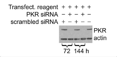 Verification Of Sirna Mediated Knockdown Of Protein Kinase R Pkr