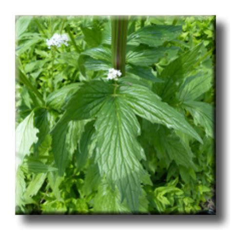 Валериана, Лечебна дилянка / Valeriana officinalis
