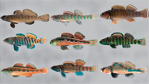 Sex and design in our evolutionary cousins Revista Mètode