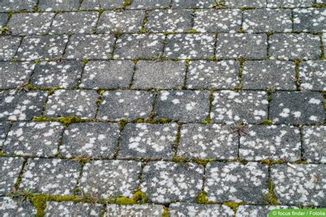 Flechten weiße Flecken auf Pflastersteinen entfernen Hausgarten net