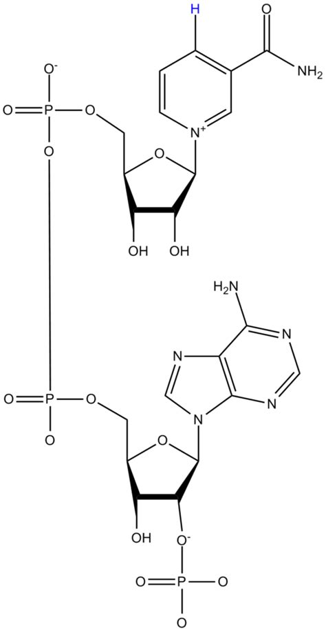 What Is Nadph in Photosynthesis? - Full Form, Functioning