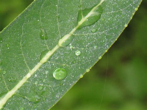 Fotos Gratis Agua Naturaleza C Sped Soltar Roc O Hoja Flor