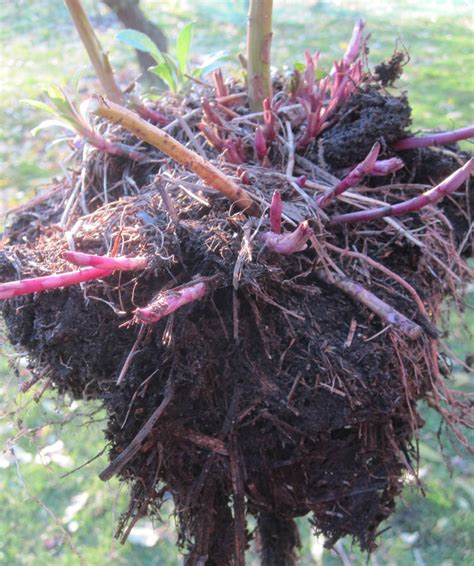 Oui on peut diviser les vivaces à lautomne Jardinier paresseux