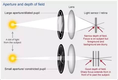 Microscope 101: Depth of Field vs Depth of Focus » Microscope Club