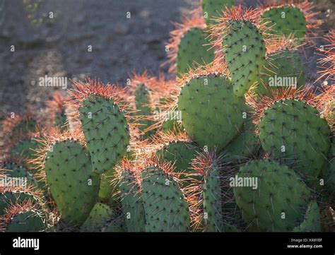 Desert Botanical Garden, cacti close-up, Phoenix, Arizona Stock Photo ...