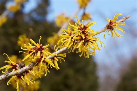 Yellow Flowers Witch Hazel Blossoms In Early Spring Stock Image